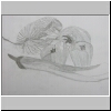 DSCN5031.jpg
