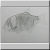 DSCN5007.jpg