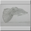 DSCN5011.jpg