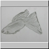 DSCN5015.jpg