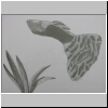 DSCN5017.jpg